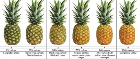 refractometer pineapple maturity|pineapple quality ratings.